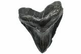 Serrated, Fossil Megalodon Tooth - Massive SC Meg! #297414-2